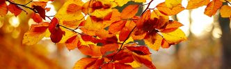 foliage-578662_1920